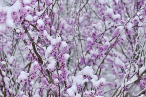 雪　遊び　赤ちゃん