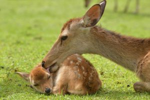 子ども 昼寝 しない